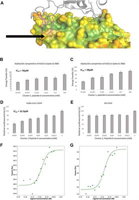 Discovery of novel spike/ACE2 inhibitory macrocycles using in silico reinforcement learning